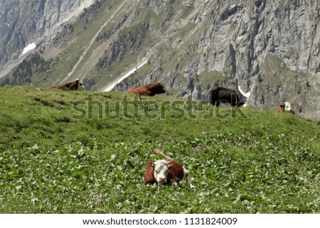 cow rest on a meadow on Italian Alps