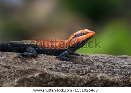 Peninsular Rock Agama lizard sitting on the rock in its natural habitat.