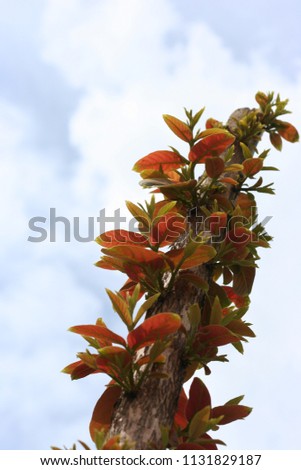Picture of new shoot of tree are developing on blue sky background