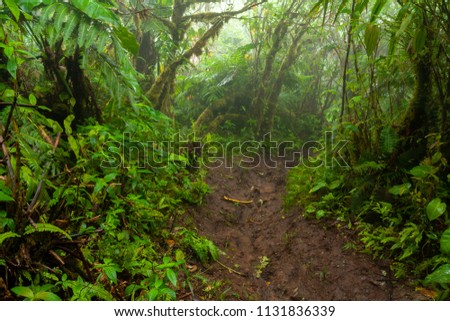 Path through the rainforest, wilderness, plants, flowers. The jungle on the island of Saba in the Caribbean. Beautiful exotic plants, huge elephant ears, fern. Place for walking, hiking, exploration.