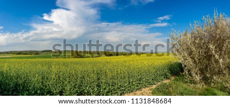 Blooming rapeseed field in a hilly scenery of the nature park "Mecklenburgische Schweiz" ("Mecklenburg Switzerland") near the town of Moltzow - Panorama from 6 pictures