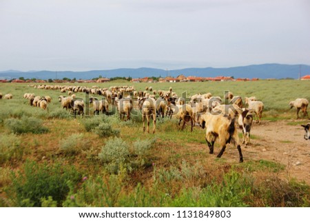 a herd of white black sheep goes to the green field, graze, mountain range on the horizon
