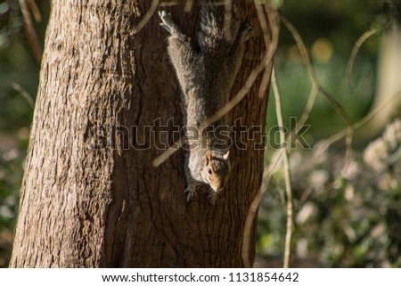 Squirrel climb on a tree