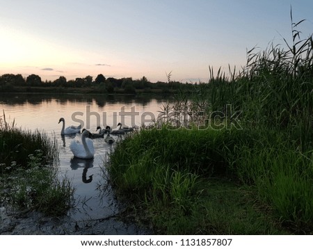 Family of swans with chicks and wild ducks on the lake