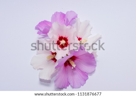 flower purple   backgrund