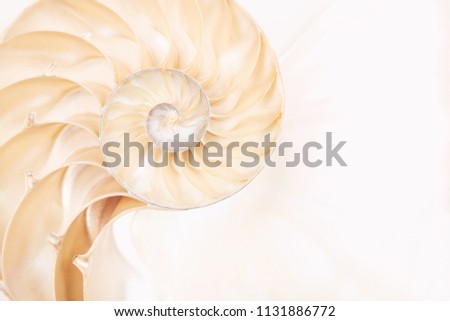 Chambered Nautilus Shell 