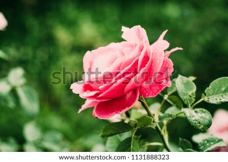 Pink Rose Flowers Blossom Beautiful