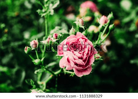 Pink Rose Climbing Flowers Blossom Beautiful