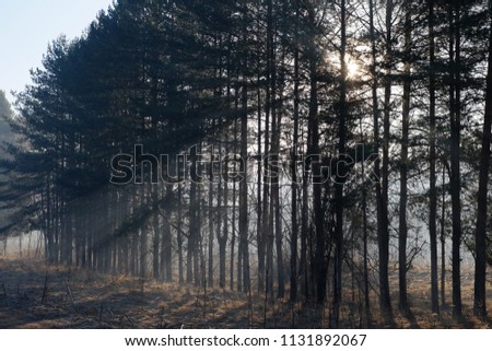 Mystical autumn photo as light passes through fog and trees. Morning freshness and silence.