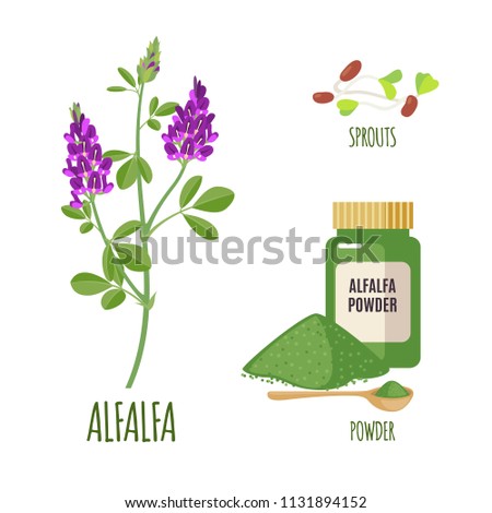 Alfalfa set with powder and sproots in flat style isolated on white background. Organic healthy food. Medicinal herbs collection. Vector illustration. Royalty-Free Stock Photo #1131894152