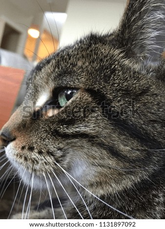Tabby Cat Profile.