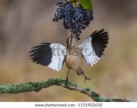 White banded Mockingbird, Patagonia, Argentina 