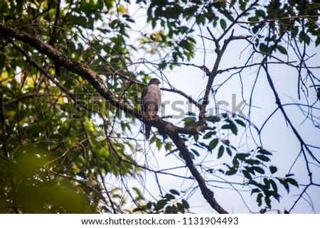 Rufous thighed Kite photographed in the city of Cariacica, Espirito Santo, Southeast of Brazil. Atlantic Forest Biome. Picture made in 2012.