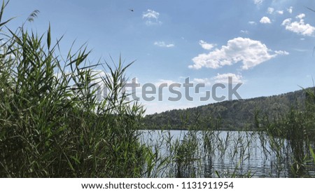 Lake with reeds.