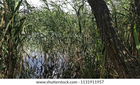 Lake with reeds.