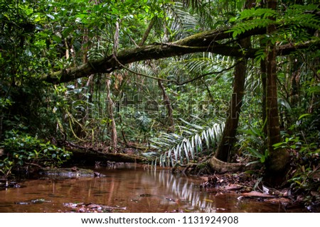 Forest and Stream photographed in the city of Cariacica, Espirito Santo, Southeast of Brazil. Atlantic Forest Biome. Picture made in 2012.