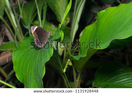 Beautiful brown with white dotted butterfly on green leaf 