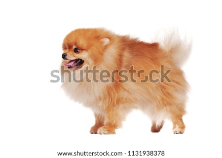 Profile picture of a standing red pomeranian spitz dog