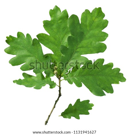 Little twig with oak leaves on a white background