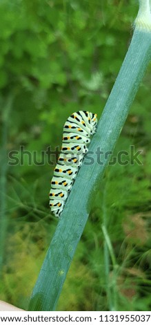 Papilio machaon caterpillar on plant ready to became a beautiful butterfly