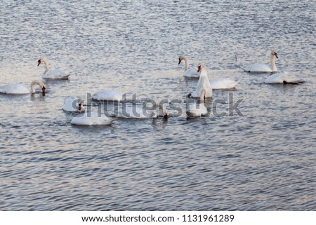 Swans on the lake with sunset light