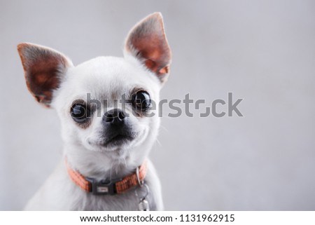 White chihuahua close-up on a light gray background.