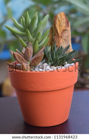 mixture of colorful small succulent plants pot for small garden business 
