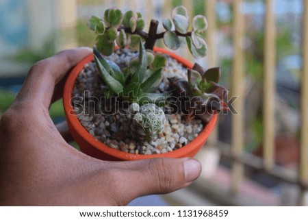 mixture of colorful small succulent plants pot for small garden business 