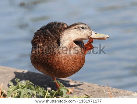 Portrait of a female Mallard Duck