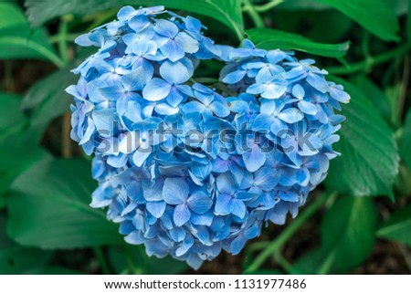 Blue Hydrangea flower that look like heart.Hydrangea, a hydrangea that blooms beautifully during the rainy season in early summer June.