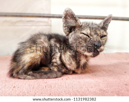 Homeless Asian kitten got a louse Dermatitis, loss of vision tabby cat sleeping on a carpet. pour Thai cat had a Leprosy. selective focus