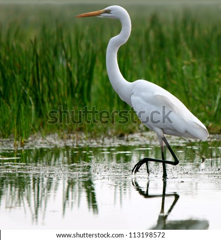 Great Egret in shallow water of tropical grassland Royalty-Free Stock Photo #113198572