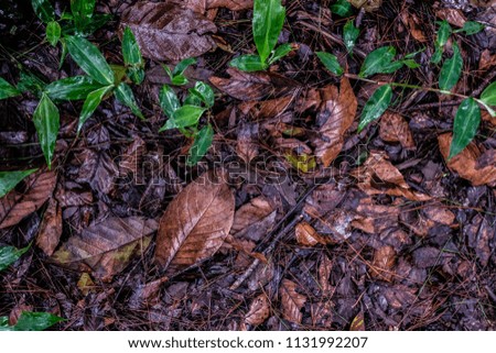 Leaves on the ground after rain. Abstract beautiful textured and background of wet floor, leaves lay on land. Colorful of leave.