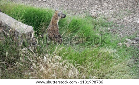 wild living hyena in the savanna of kenyan national park