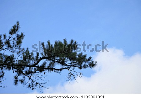 The tip of pine tree against cloudy sky, Summer in GA USA.