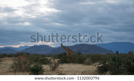 wild living giraffe in a national park in keya