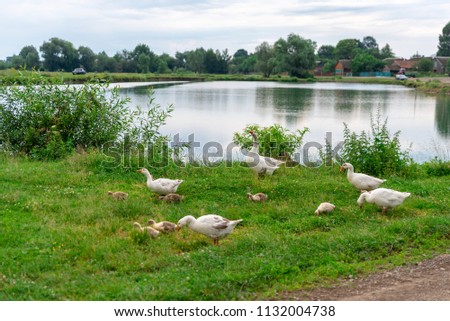 Geese graze grass on the pond bank. Life in the village, Ukraine