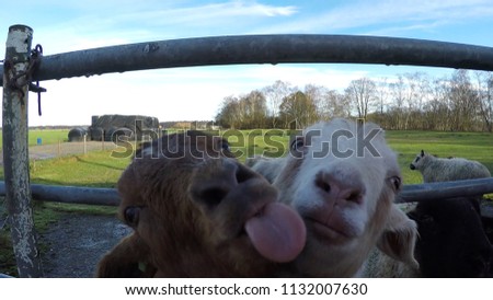 Fish eye lens picture of two young crazy domestic goats trying to lick the camera goats are one of oldest domesticated species and have been used for their milk meat hair and skins over much of world