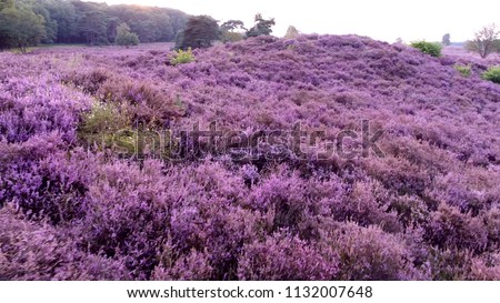 Low altitude aerial picture of purple flowering heathland heath is shrubland habitat found mainly on free-draining infertile acidic soils and is characterised by open low-growing woody vegetation
