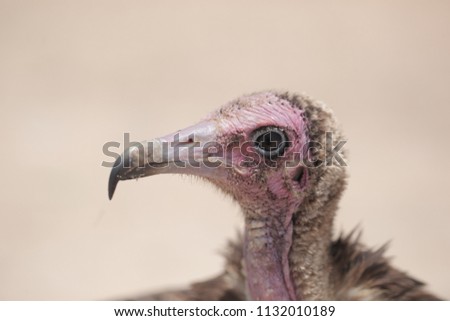 horizontal nature photography - portrait of a  single huge brown vulture with bold  pink head standing on a bright sand on the Atlantic beach  on a sunny day in the Gambia, Africa