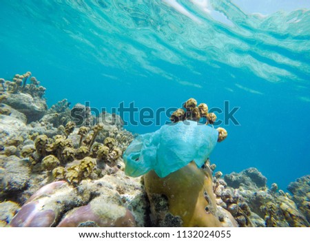 Single use plastic shopping bag entangled on a coral