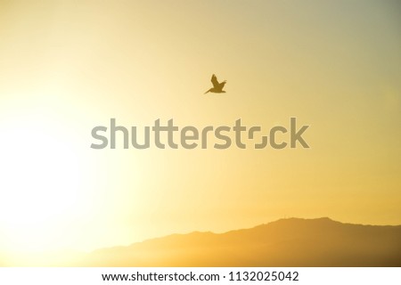 Bird flying over the Marina del Rey waterway with a yellow haze background