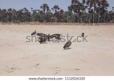 wide angle nature photography - group of big brown bold vultures on an Atlantic beach, eating a dead white puffer fish, with palm trees in the background, in the Gambia, Africa with blue sky 