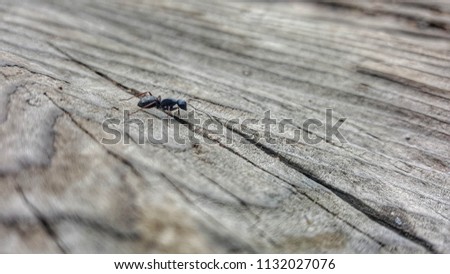 ant on wood in sequoia national park united states
