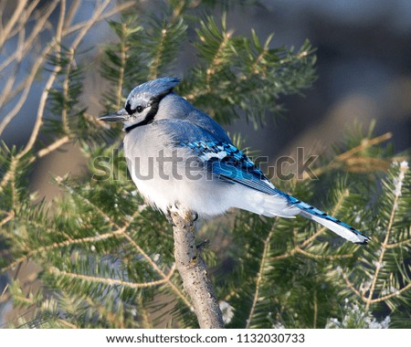 Blue Jay on tree branch, nature
