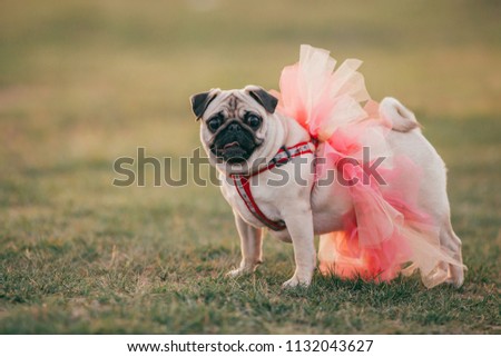 Cute little pug with a pink tutu outdoors