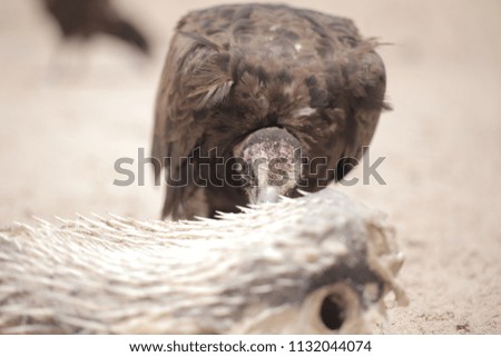 nature close up - macro photography of a bird- vulture portrait  eating, dead white puffer fish, on a sunny day in the Gambia, Africa on Atlantic sandy shore