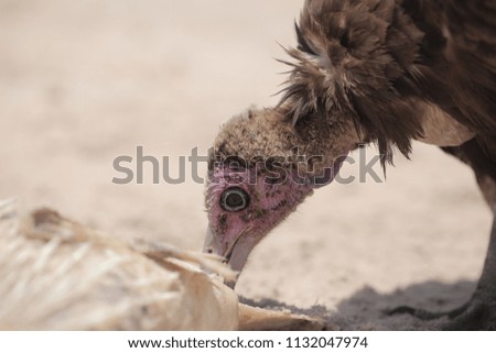 horizontal nature close up - macro photography of a bird- vulture portrait  eating, dead white puffer fish, on a sunny day in the Gambia, Africa on Atlantic sandy shore