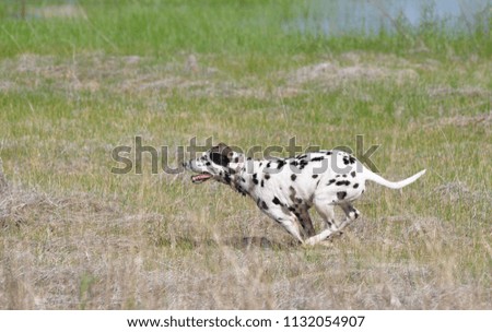Picture of Dalmatian Running