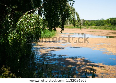 Sunny day on a calm overgrown river in summer